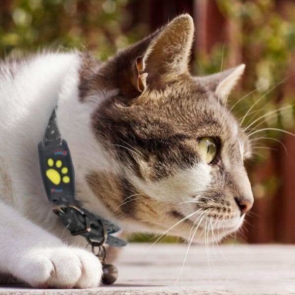 Rastreador GPS para Gatos – Localización en Tiempo Real sin Suscripción